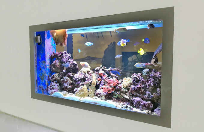 In Wall Aquarium Design Installation Fish Tank Uk Specialist - Wall Mounted Fish Tanks White