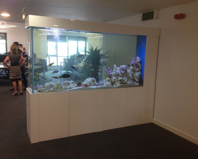 Office Aquarium York. Project 31