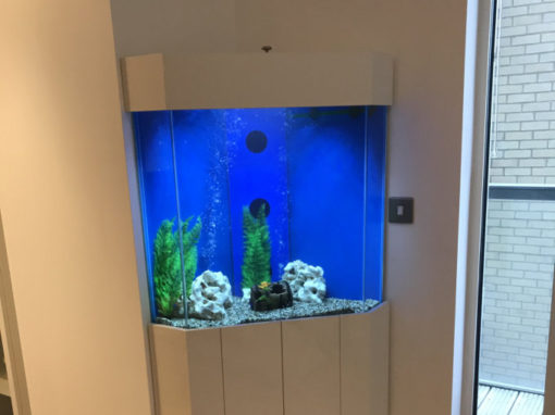 Five Sided Corner Aquarium, London (46)