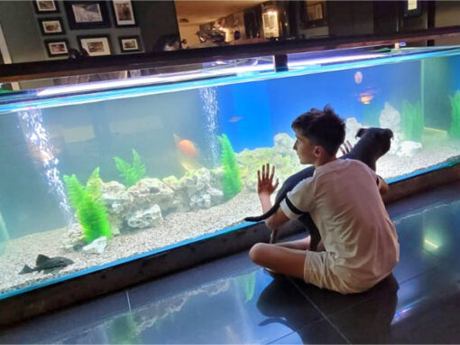 Worktop Aquarium, Sussex (65)